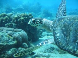 Directors Bay, Curacao, Dutch Antilles.
Canon Powershot ... by Frank Jong 